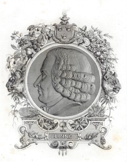Linnaeus gravure
